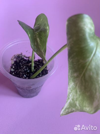 Эпипремнум вариегатный