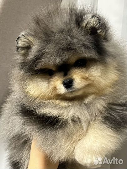 Померанский шпиц 