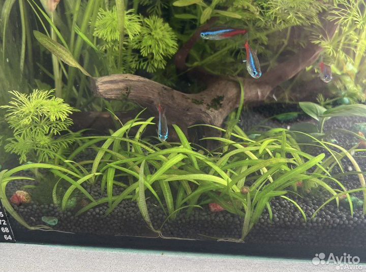 Растения для аквариума