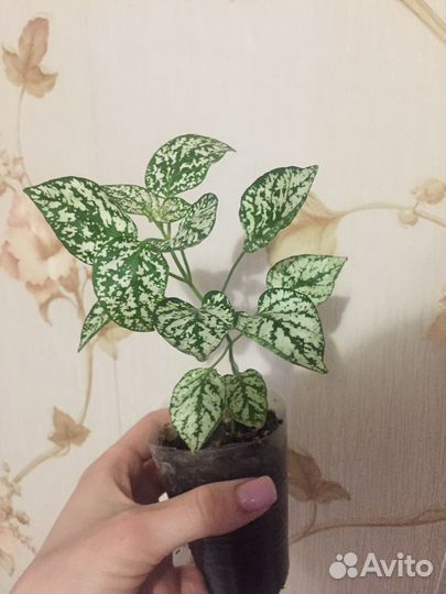 Гипоэстесс 2 расцветки