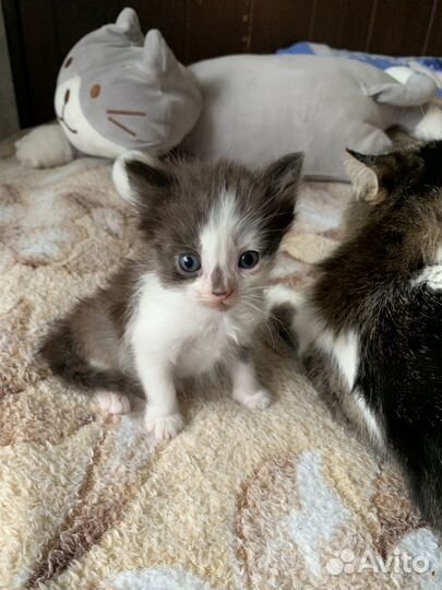 Котята в добрые руки бесплатно