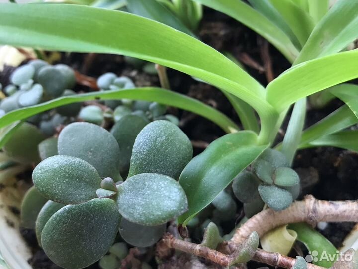 Хлорофитум, толстянка(денежное дерево, дерево любв