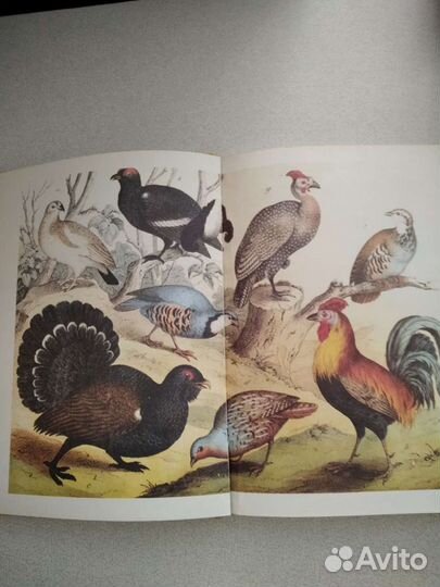 Энциклопедия для малышей