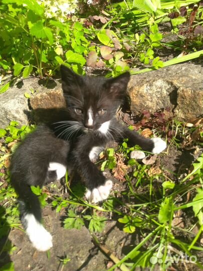 Ищут дом крохи