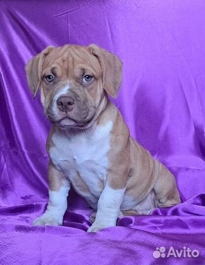 Щенки американский булли