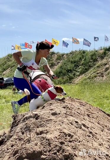 Вязка джек рассел терьер