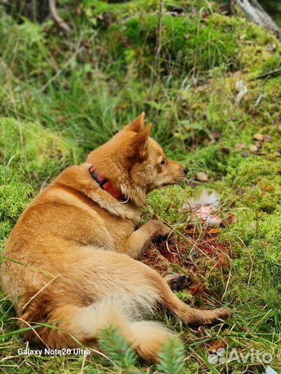 Вязка Финский Шпиц