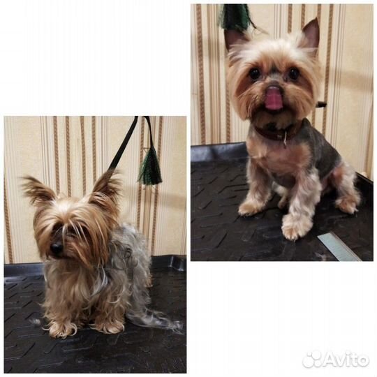 Стрижка собак,кошек.Груминг