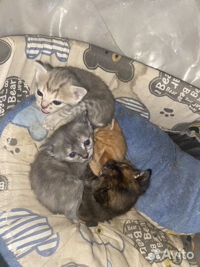 Котята в добрые руки