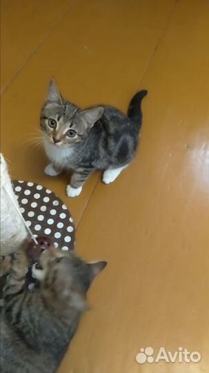 Котята в добрые руки приучены к лотку