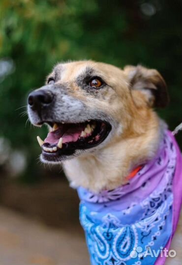 Собака в добрые руки