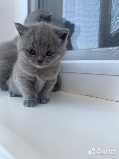 Британские котята