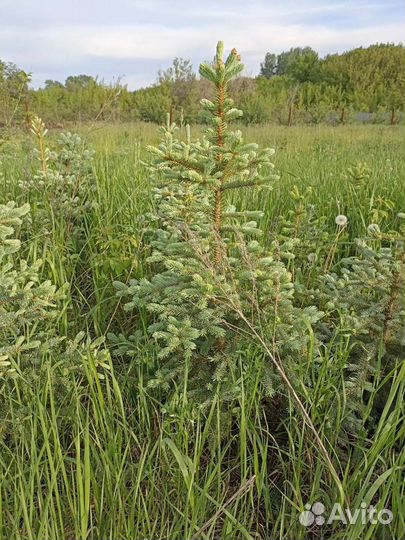 Ель голубая