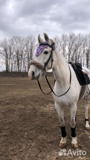 Орловский рысак кобыла