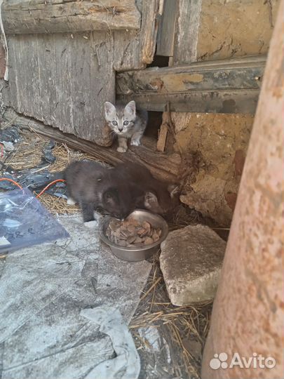 Котята в добрые руки