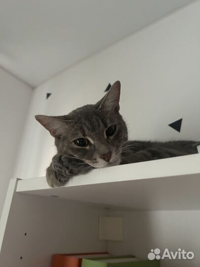 Пристраивается кошечка