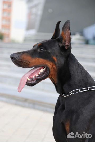 Доберман-вязка