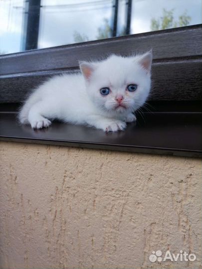 Шотландские, Британские котята, кошечки и котики