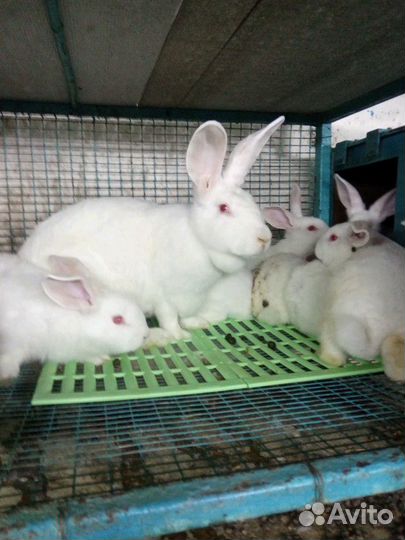 Чистая порода