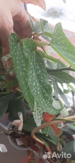 Бегония кейн