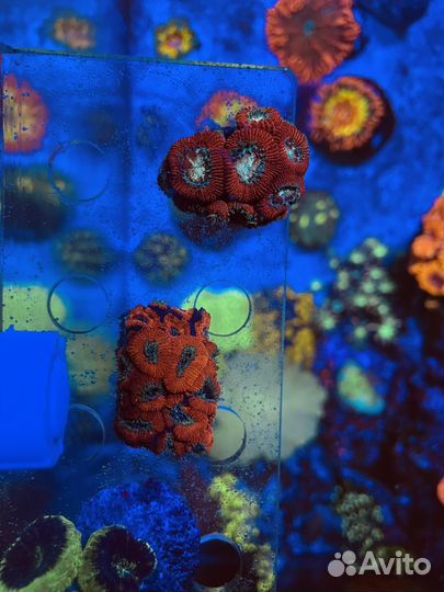 Кораллы для морского аквариума
