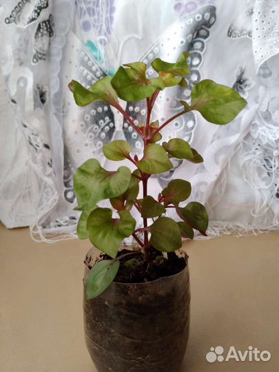 Альтернантера