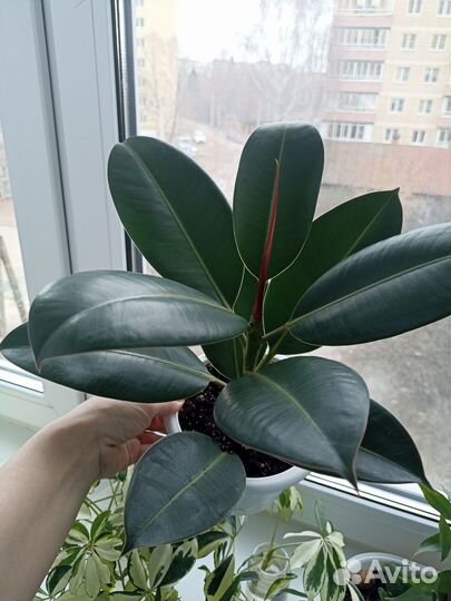 Фикус эластика робуста