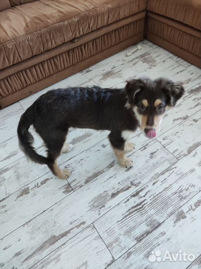 Щенок (похож на финского лаппхунда)