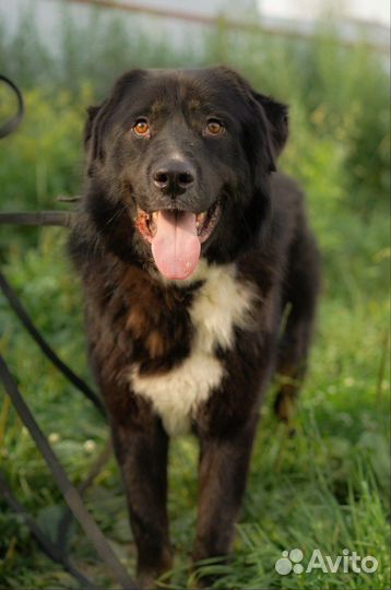 Крупная собака Алтай ищет семью