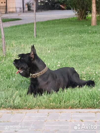 Вязка собак ризеншнауцер