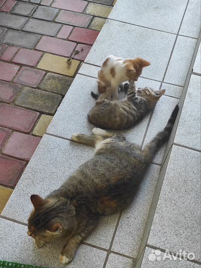 Котята отдам бесплатно