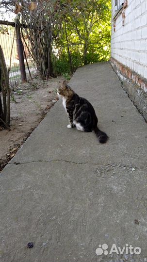 Кошечка в добрые руки