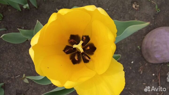 Луковицы тюльпанов