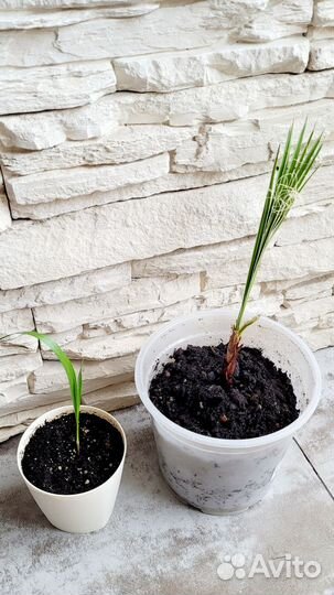 Вашингтония