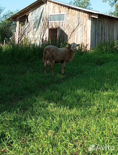 Катумские бараны
