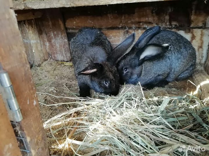 Продам кроликов