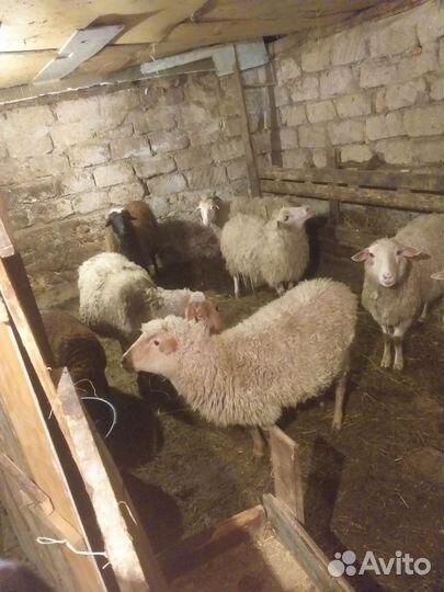 Овцы бараны ягнята