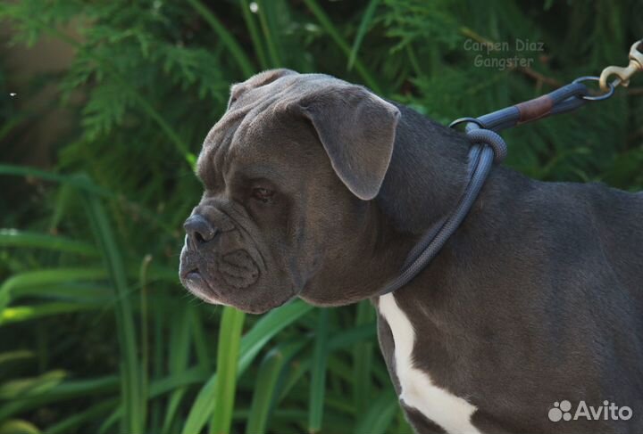 Олд бульдог