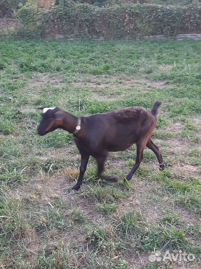 Альпийская козочка