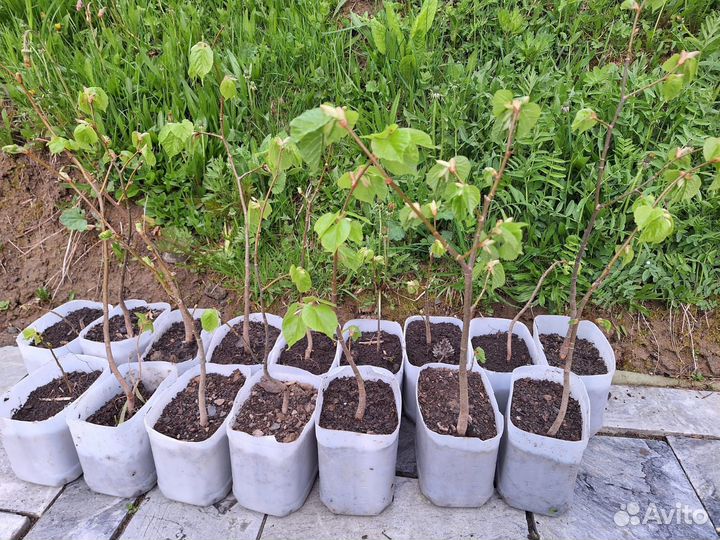 Саженцы дуба и липы