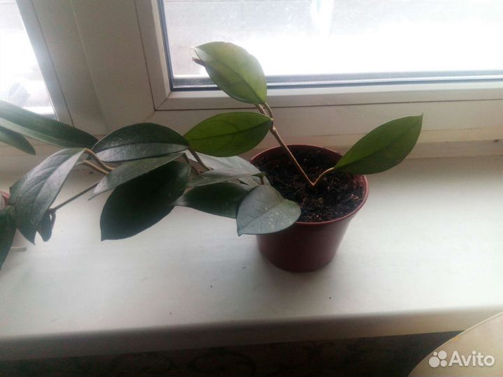 Хойя мясистая (восковое дерево)