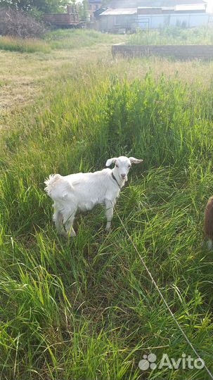 Козлята