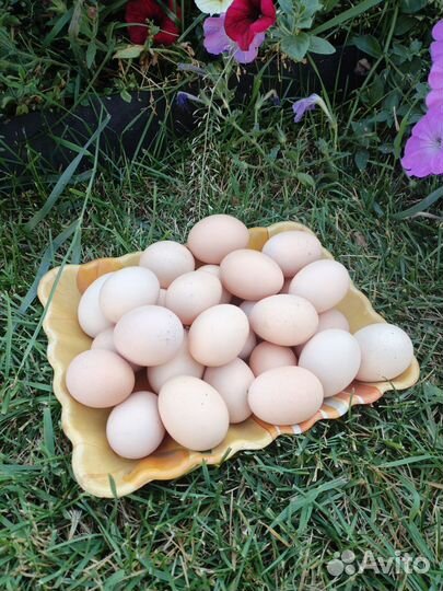 Домашние куриные яйца