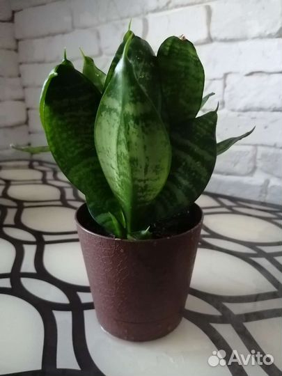 Сансевиерия