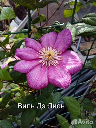 Саженцы садовых растений