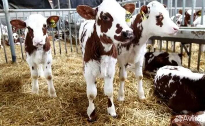 Бычки телята
