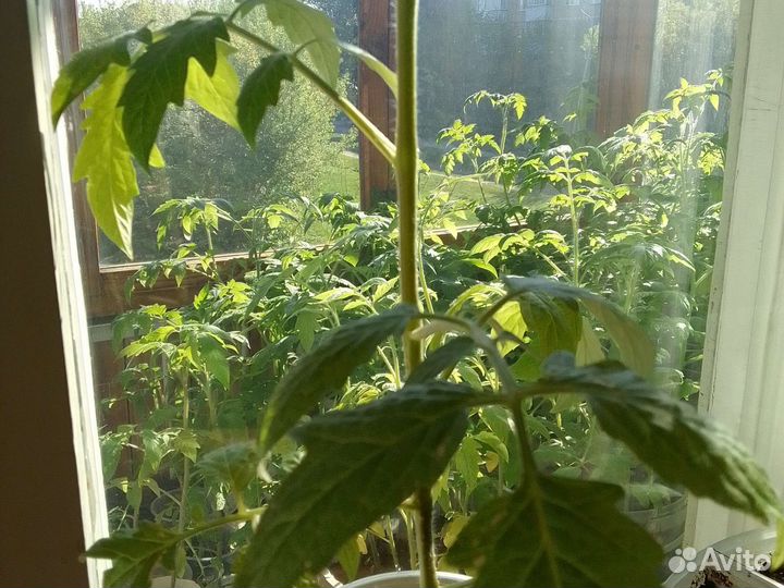 Рассада помидор