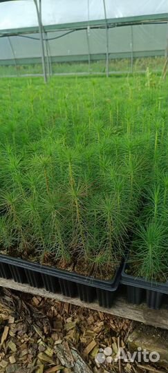 Сеянцы сосны обыкновенной зкс от производителя