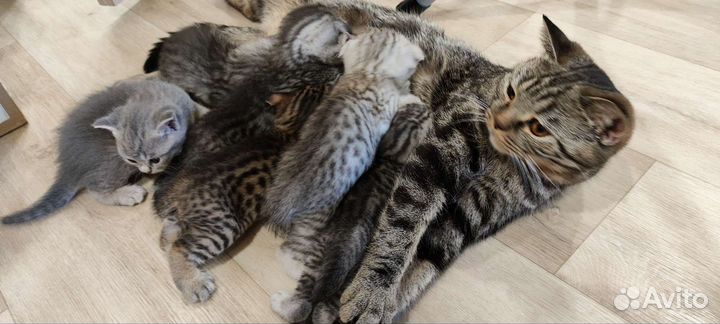 Шотландские котята