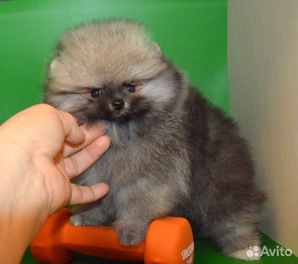 Померанский шпиц,медвежата разных окрасов